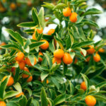 Nordmann Seedless Nagami Kumquat