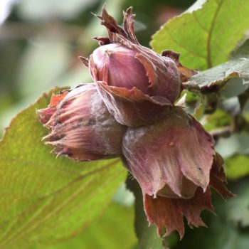 Yamhill Hazelnut Tree