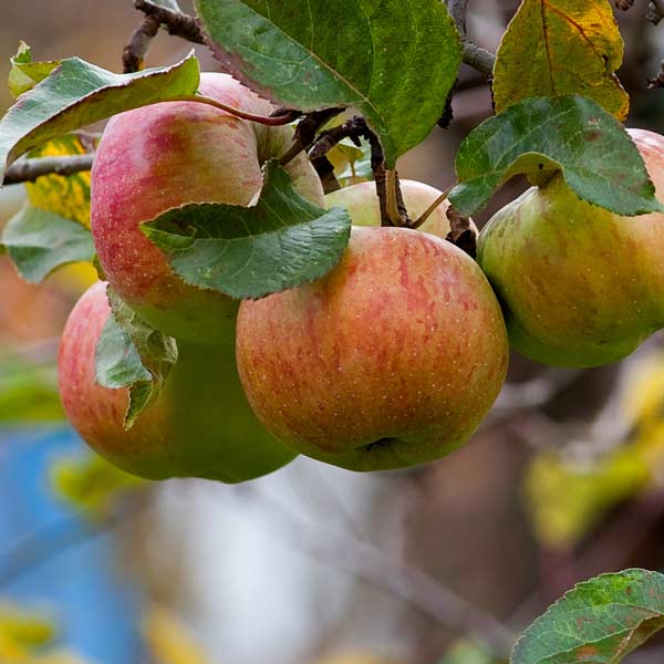 Mutsu Apple Tree - One Green World