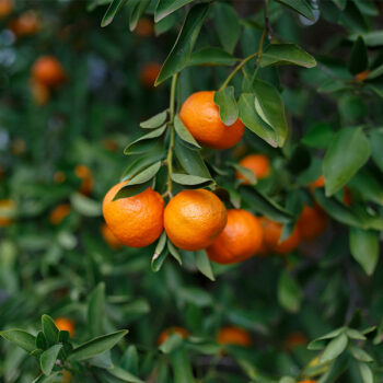 Michal Mandarin Orange
