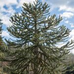 Monkey Puzzle Tree