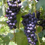 Vines