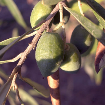 DIY Fruit – Be an Olive Pioneer!