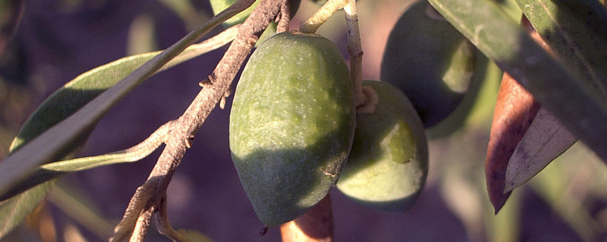 DIY Fruit – Be an Olive Pioneer!