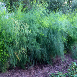 Asparagus