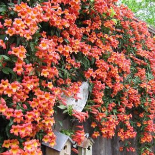 Cross Vine