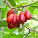 Exotica Cornelian Cherry Tree