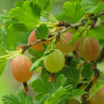Jewel ™ Gooseberry