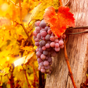 Buy Reliance Red Seedless Grape Vine