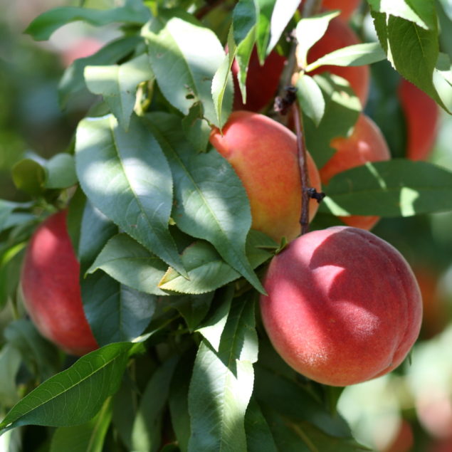 Suncrest Peach Tree - One Green World