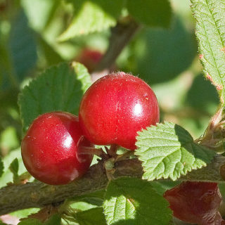 Bush Cherry