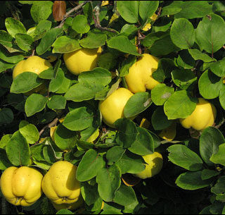 Quince, Fruiting