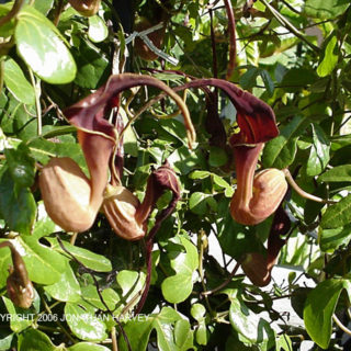 Dutchman's Pipe