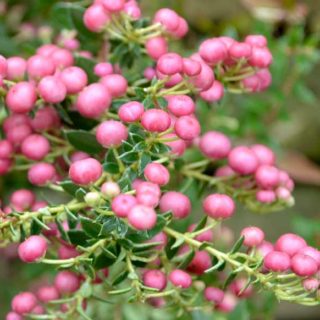 Chilean Wintergreen