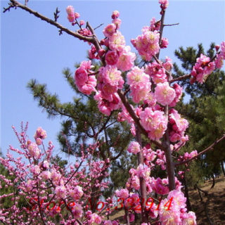 Japanese Flowering Plum