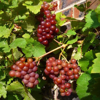 Einset Seedless Table Grape