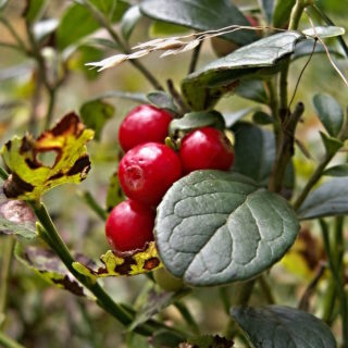 Cranberry Plants