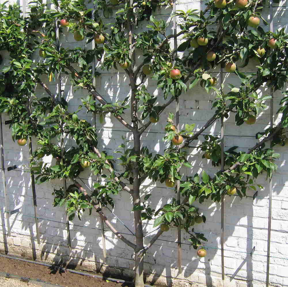 Gala Apple Tree For Sale - 4-5ft Bareroot Organic Grafted