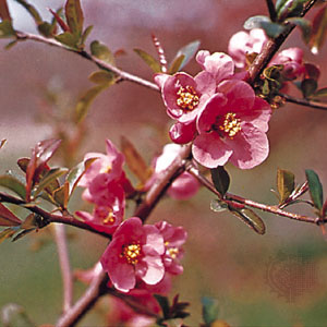 Quince, Flowering