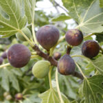 Neverella Fig Tree, Osborne Prolific