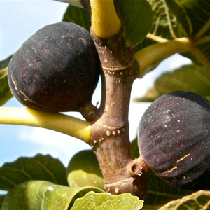 Petite Negra Fig Tree