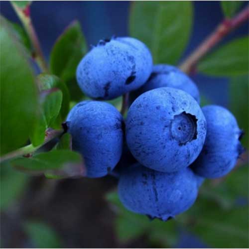 Aurora Blueberry Bush One Green World