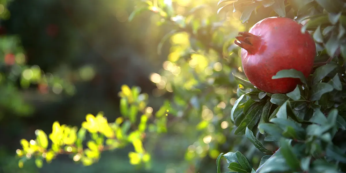 Pomegranate Growing Guide