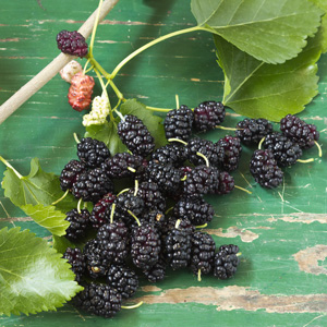 Wellington Black Mulberry