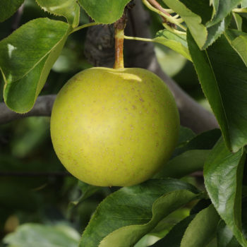 Kikisui Asian Pear Tree
