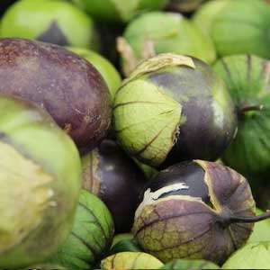 Purple Tomatillo Physalis philadelphica - One Green World