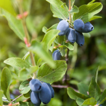 Tundra ™ Honeyberry – Early Blooming