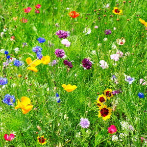 Cover Crops and Wildflower Mixes