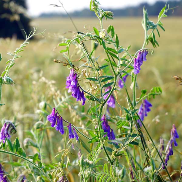 Common Vetch - One Green World