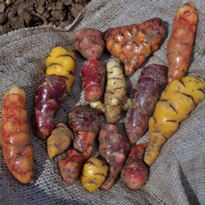 Oxalis tuberosum