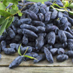 Indigo Treat Honeyberry