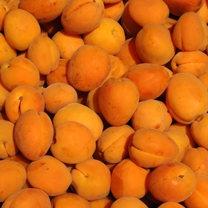 Apricot Kernel Oil – Aliapure