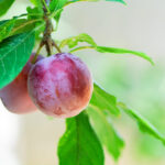 Beauty Japanese Plum Tree