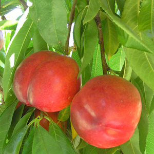 Independence Nectarine Fruit Tree - One Green World