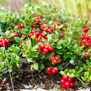 Koralle Lingonberry available at One Green Nursery