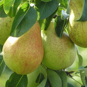 Red Bartlett Pear Tree - One Green World