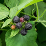 Munger Black Raspberry