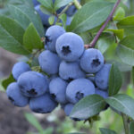 Razz Blueberry Bush
