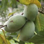KSU-Benson ™ Pawpaw