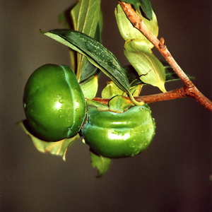 Tamopan Asian Persimmon Tree