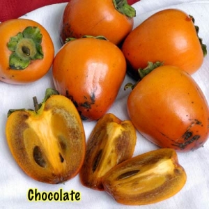Chocolate Persimmon Fruit Tree