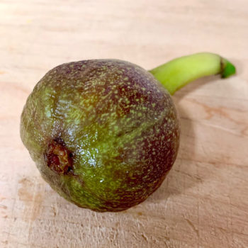 Olympian Hardy Fig Tree