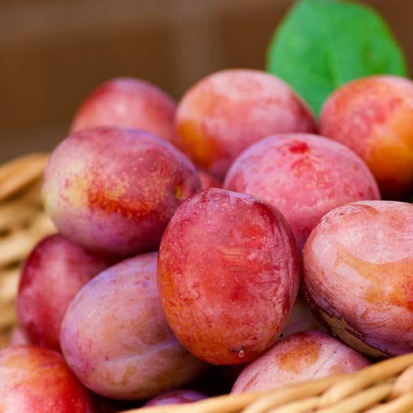 Burbank Japanese Plum - One Green World