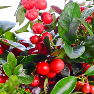 Cherry Berry Wintergreen – Edible Landscaping