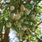 Almond Tree Bundle Nut Trees
