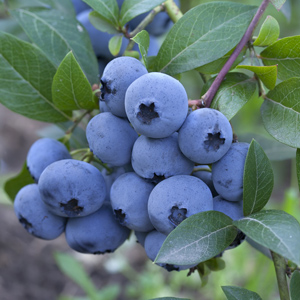 Blueberry Bundle, Duke, Bluecrop, Toro, Liberty blueberry bush, northern highbush blueberry,